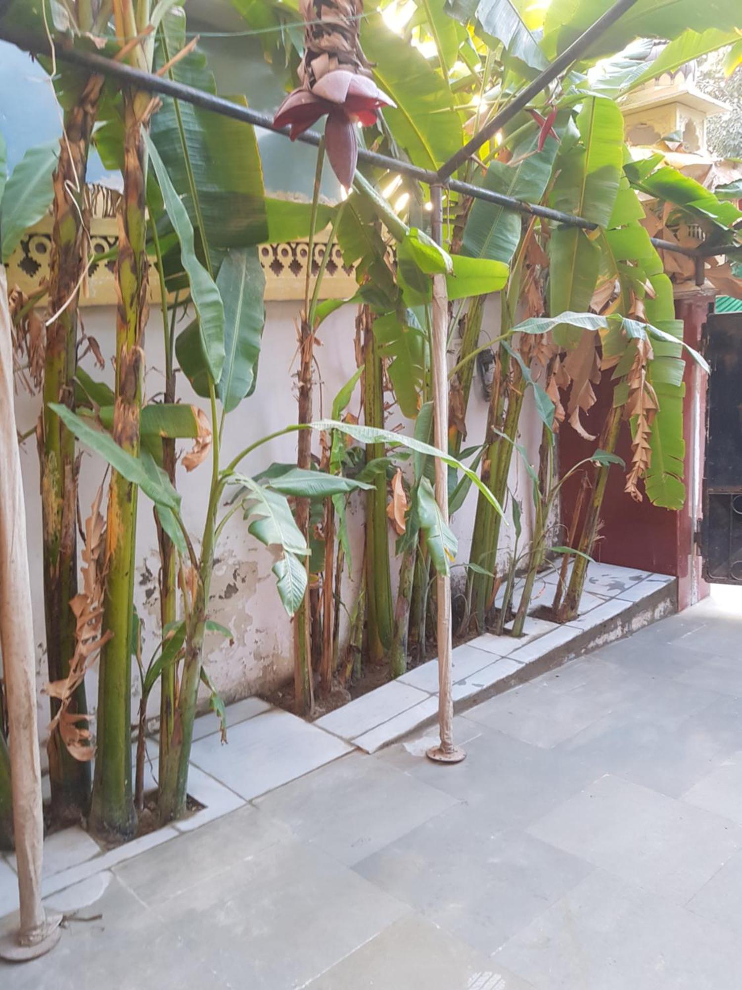 Sureli Haveli Apartment Jaipur Room photo